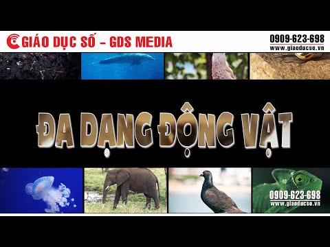 Video Đa dạng động vật - youtube