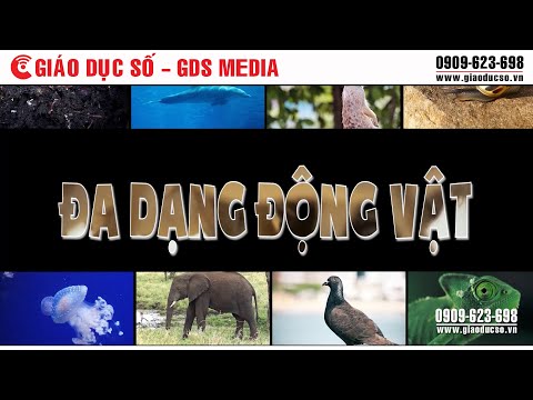 Video: Khi một phần trăm tạo nên sự khác biệt lớn trong cuộc sống của động vật