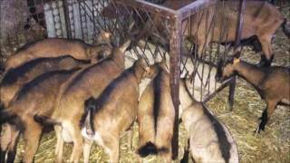 SCD Bio Livestock in Livestock Application