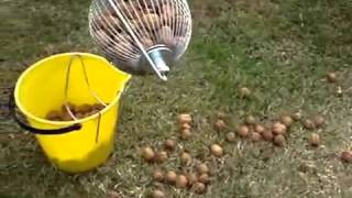 Nut Harvester picking up walnuts