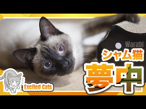 シャム猫夢中