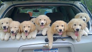 Golden Retriever Puppies That Will Make You Laugh Countless Times ... Cute puppy compilation 2024