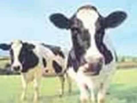 funny cow pictures - YouTube