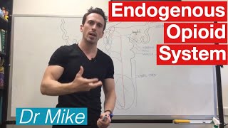 Analgesic Pathway | Endogenous Opioid System