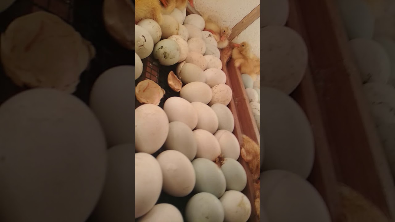 Cara menetaskan telur itik 