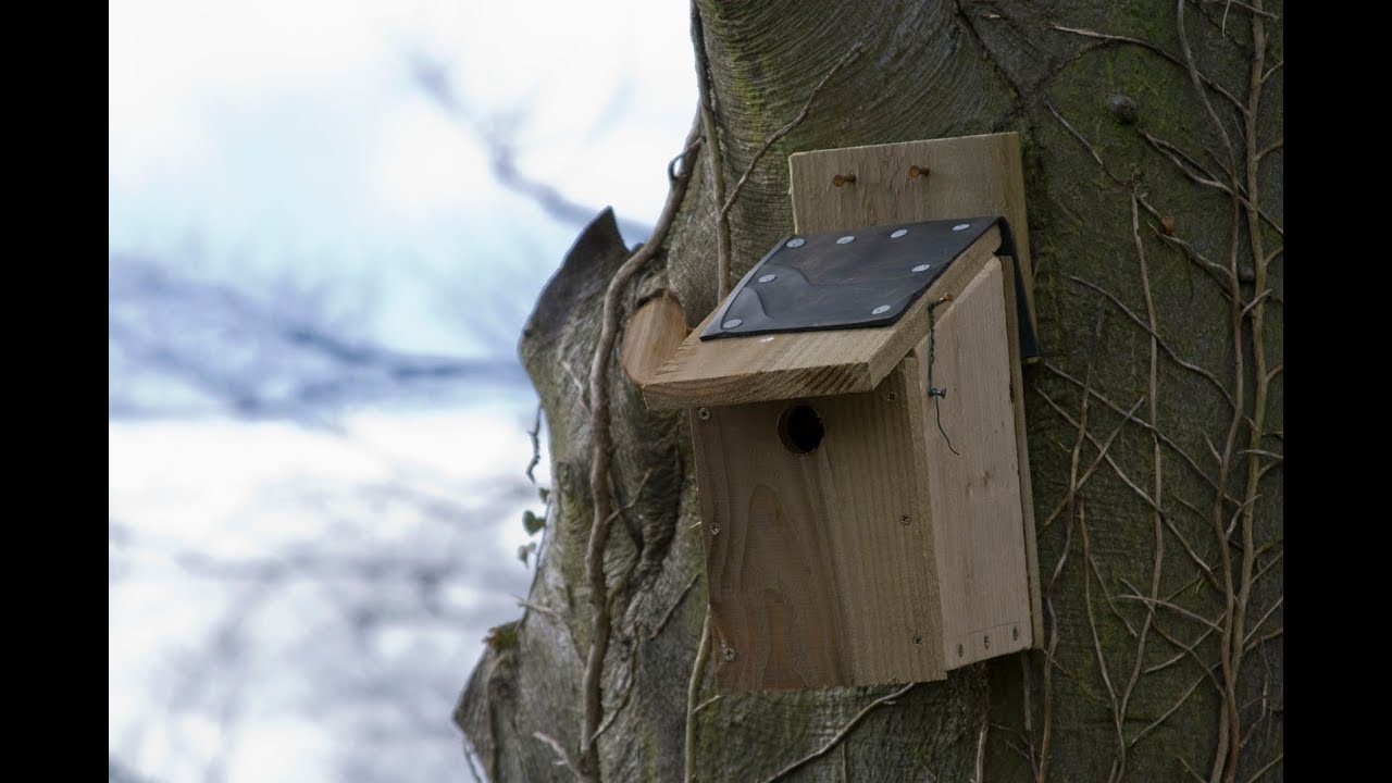 Birdhouse Hole Diameter Chart