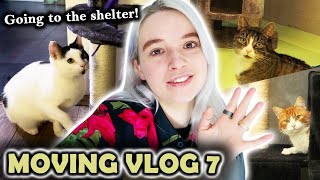 Adopting a cat! | MOVING VLOG 7