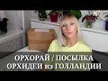 ОРХОРАЙ / ПОСЫЛКА С ОРХИДЕЯМИ из ГОЛЛАНДИИ / Парфюмерная фабрика DIFFUSION, ODORION / LIODORO