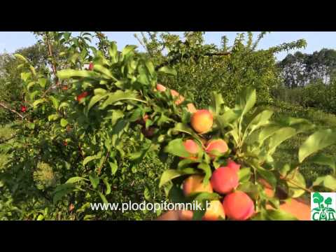🌿 Слива китайская сорт Скороплодная 🌿