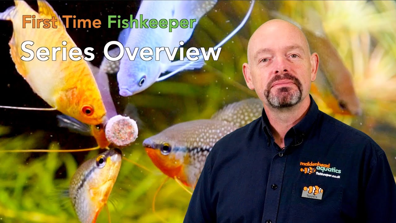First Time Fishkeeper: How To Set Up a Tropical Freshwater Aquarium ...