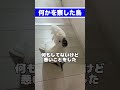 ママがクールリングを壊した瞬間、ゆきまる氏まで静止 #shorts