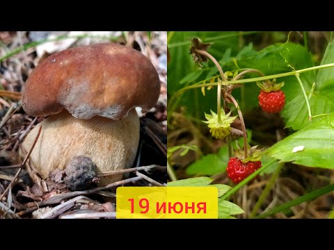 Ягоды белые грибы Киевская Черниговская область