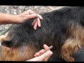 Australian Terrier Grooming, the Basics の動画、YouTube動画。