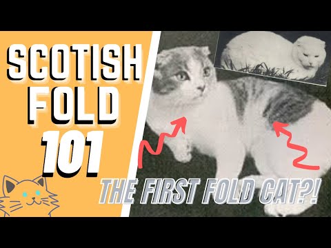 The Scottish Fold Cat 101: Plemeno a osobnost