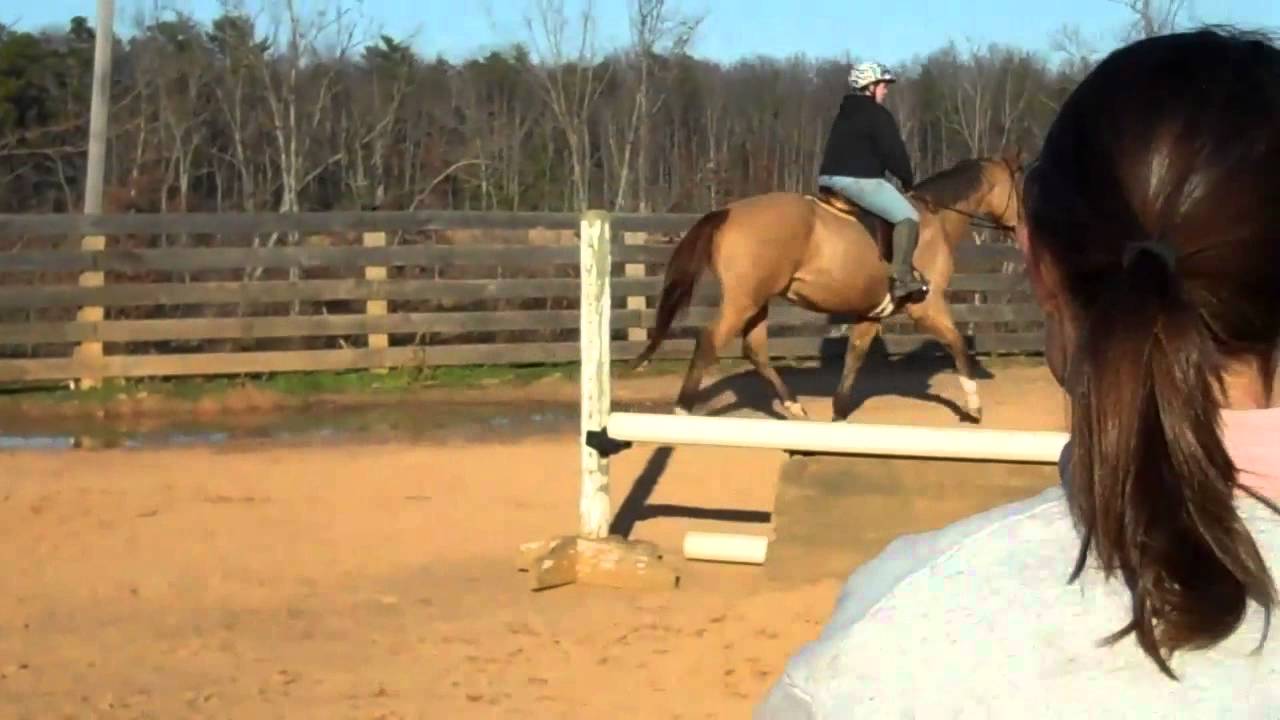 "Cash" Tromps Bold Redeemer  16 yo Appendix QH Gelding