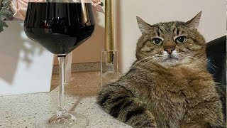 Funny Pets Until Tears / Funny Cats 2022 / Jokes with Cats / Funny ANIMALS video by Good Cat 2,744 views 11 months ago 10 minutes, 31 seconds