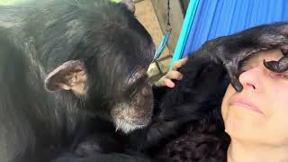 Chimpanzee Grooms Woman on Hammock in Summer