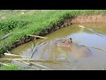 Capybara playing in the mud