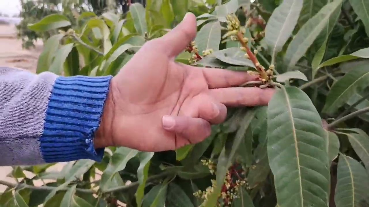 كيفية الحصول على أكثر من جيل للمانجو