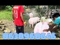 Pig buy in Guwahati | pig buy and sale in Assam