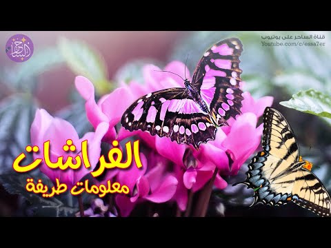 معلومات طريفة وممتعة قد لا تعرفها عن الفراشات 🦋 سلسلة عالم الحيوان