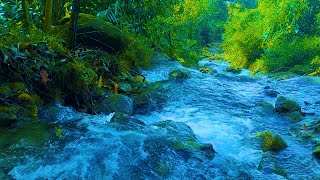 The Gentle Relaxing Sound of a Clear Blue Stream Birds Singing in a Peaceful Melody of a Stream