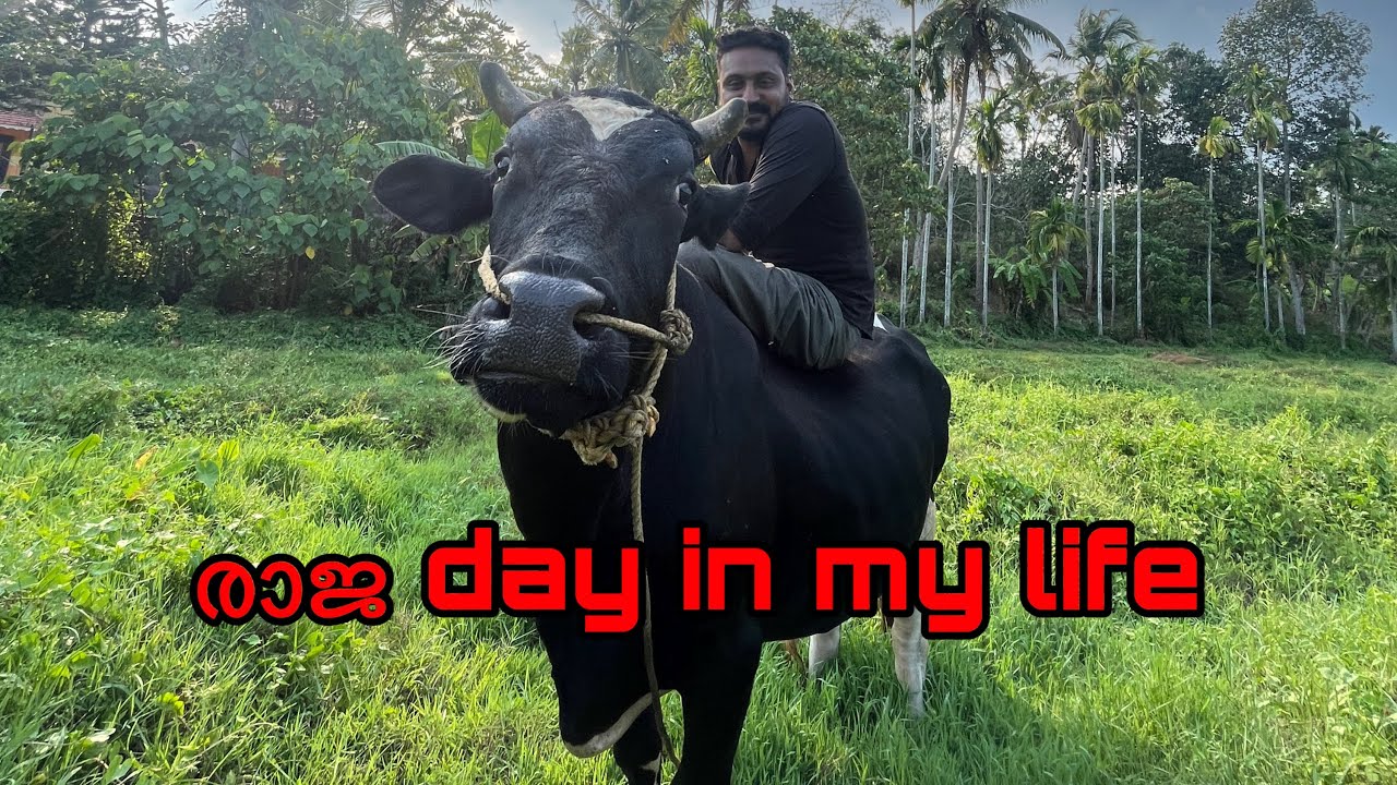 രാജകുട്ടന്റെ ഒരു evening ഇങ്ങനെയാണ്🙈 Raja day in my life ❤️￼ ￼