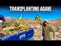 How youtube helps me green this desert