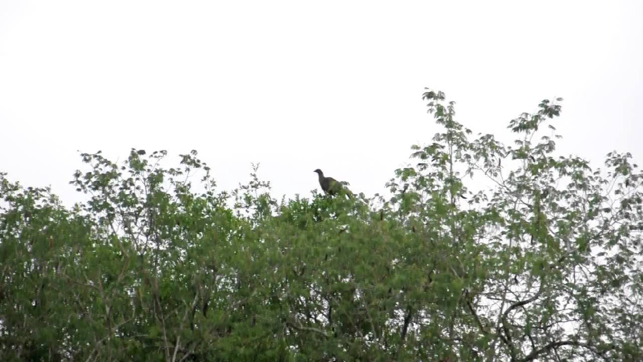 Chachalaca 