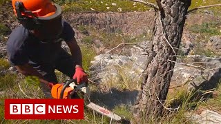 Why is Cape Town axing trees to prevent drought? - BBC News