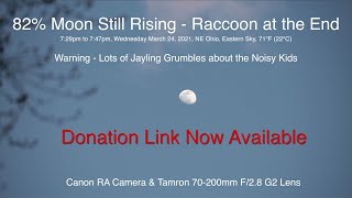 82% Moon Rising & a Raccoon - Donations Now Available - Noisy Kids as Jayling Grumbles