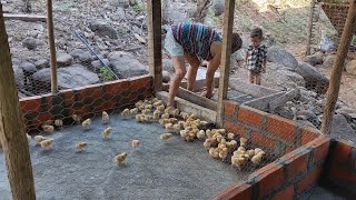 mis  gallinas ponedoras ya creciendo con todos los poderes 😲