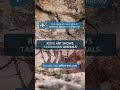 ⌛ Rock art shows Tasmanian animals
