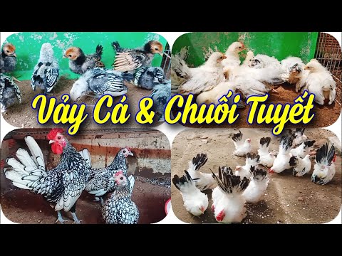 Video Gà Vảy Cá & Gà Tre Thái Chuối Tuyết đầy đủ lớn nhỏ ||... - youtube