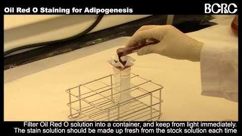 Oil Red O Staining for Adipogenesis