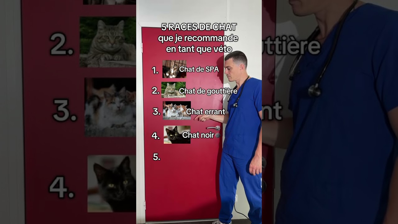 Top 5 races de chat que je recommande en tant que veto #top #cat #chat