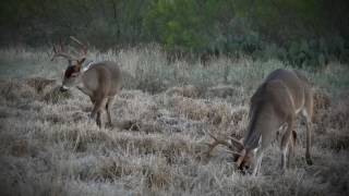 The Double Dime Ranch  Zavala County, Texas