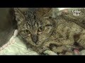 Cat Can't Control Her Body | Animal in Crisis EP13