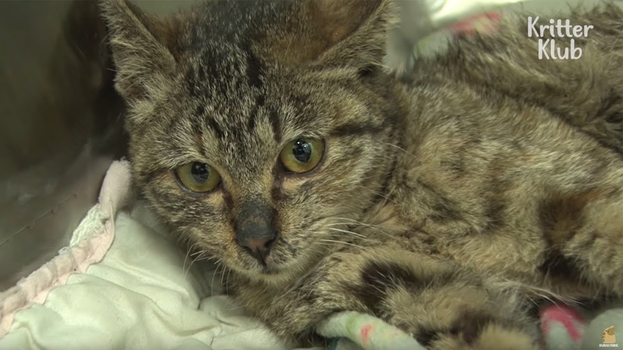 Кошка не может контролировать свое тело | Животное в кризис EP13