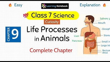 Class 7 Life Processes in Animals - Class 7 Science Curiosity Chapter 9