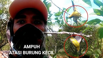 trik pikat ‼️Pikat burung sogon yang sering dipikat