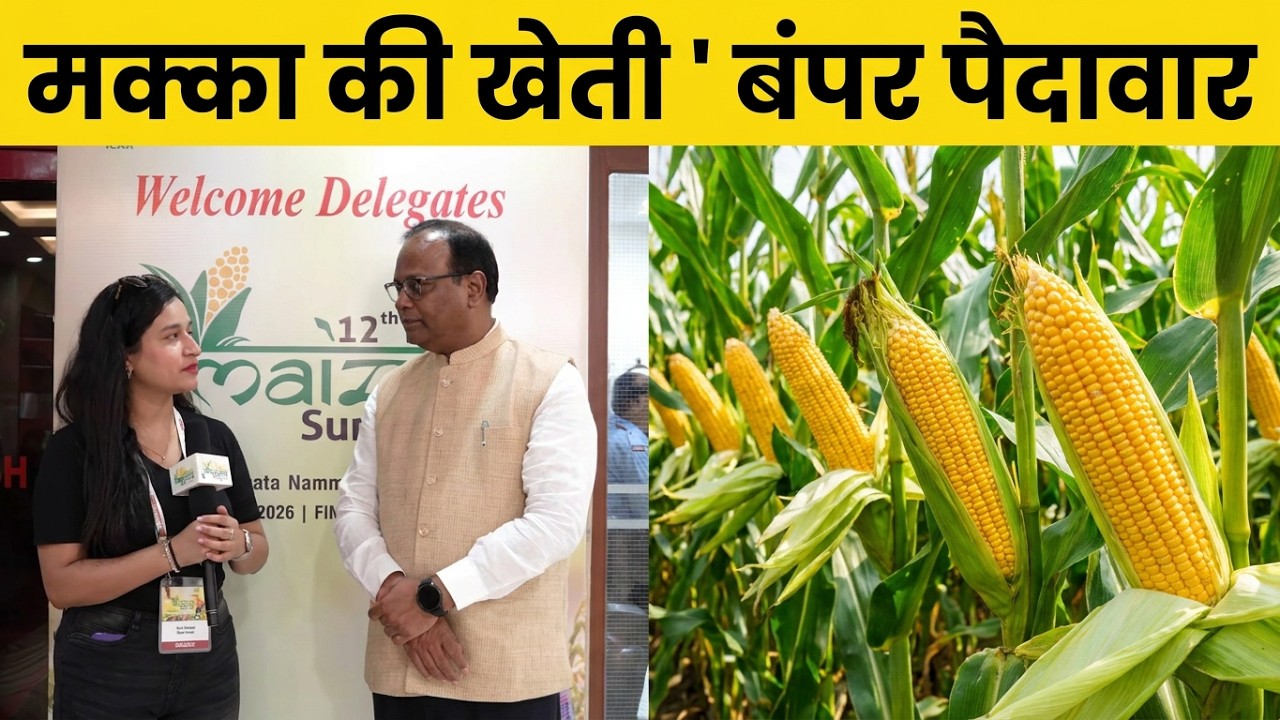 मक्का की पैदावार कैसे बढ़ाएं? एक्सपर्ट से जानें सही तरीका 🌽🚜