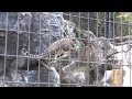 ユキヒョウ少年フク 「まだ子供にゃ」 2019.11月.  Snow Leopard Cub  Panthère des neiges