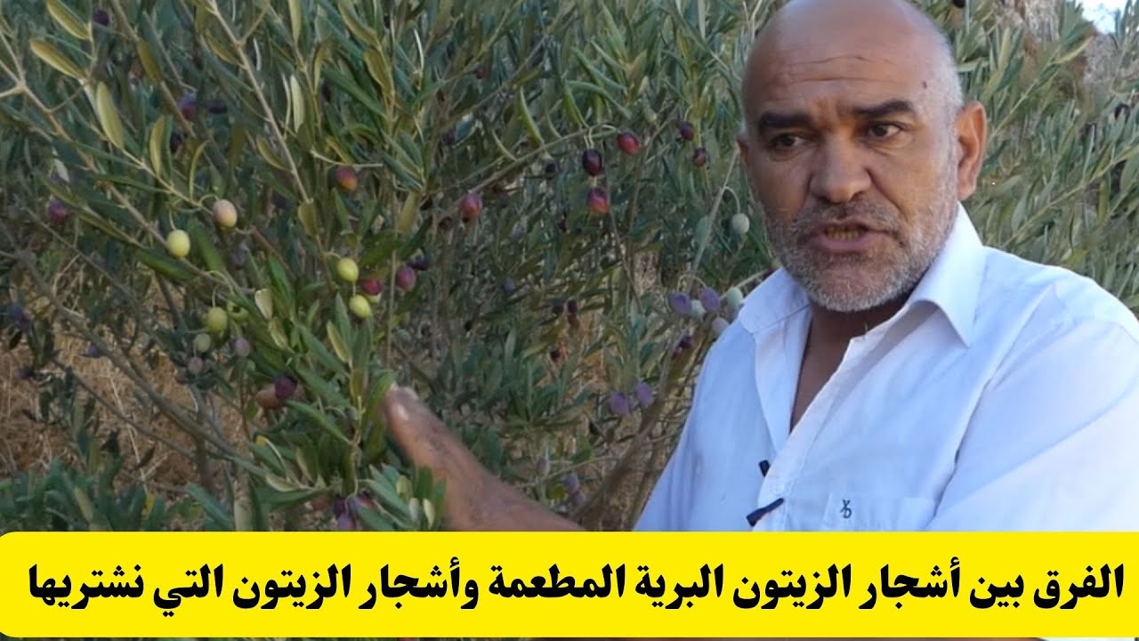 الفرق بين أشجار الزيتون البرية المطعمة وأشجار الزيتوم التي نشتريها من المشاتل 🌱 Olive trees
