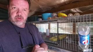 Urban Farming:  My New Coturnix Quail