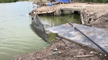 Một ngày trải nghiệm câu đầm tại ruộng muối lý Nhơn cần giờ !!!! 