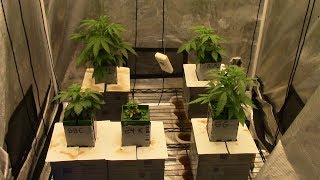 S11:E3  Mephisto, Kera, Fastbuds, autoflower cannabis grow, jacks 321