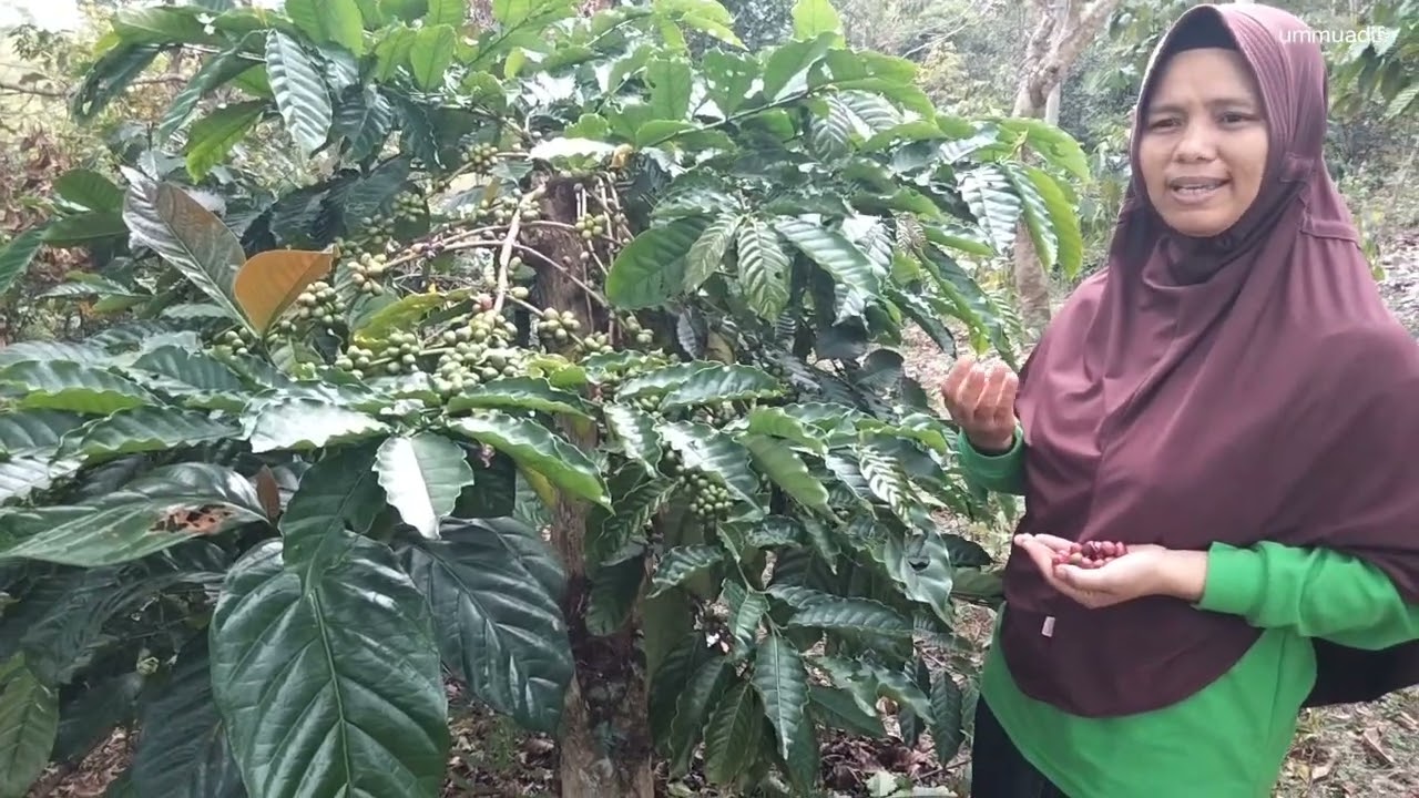 cara mengendalikan hama pbko/cbb