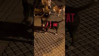 Fit Vs Fat Mini Bull Terrier Lifestyle Makes The Difference