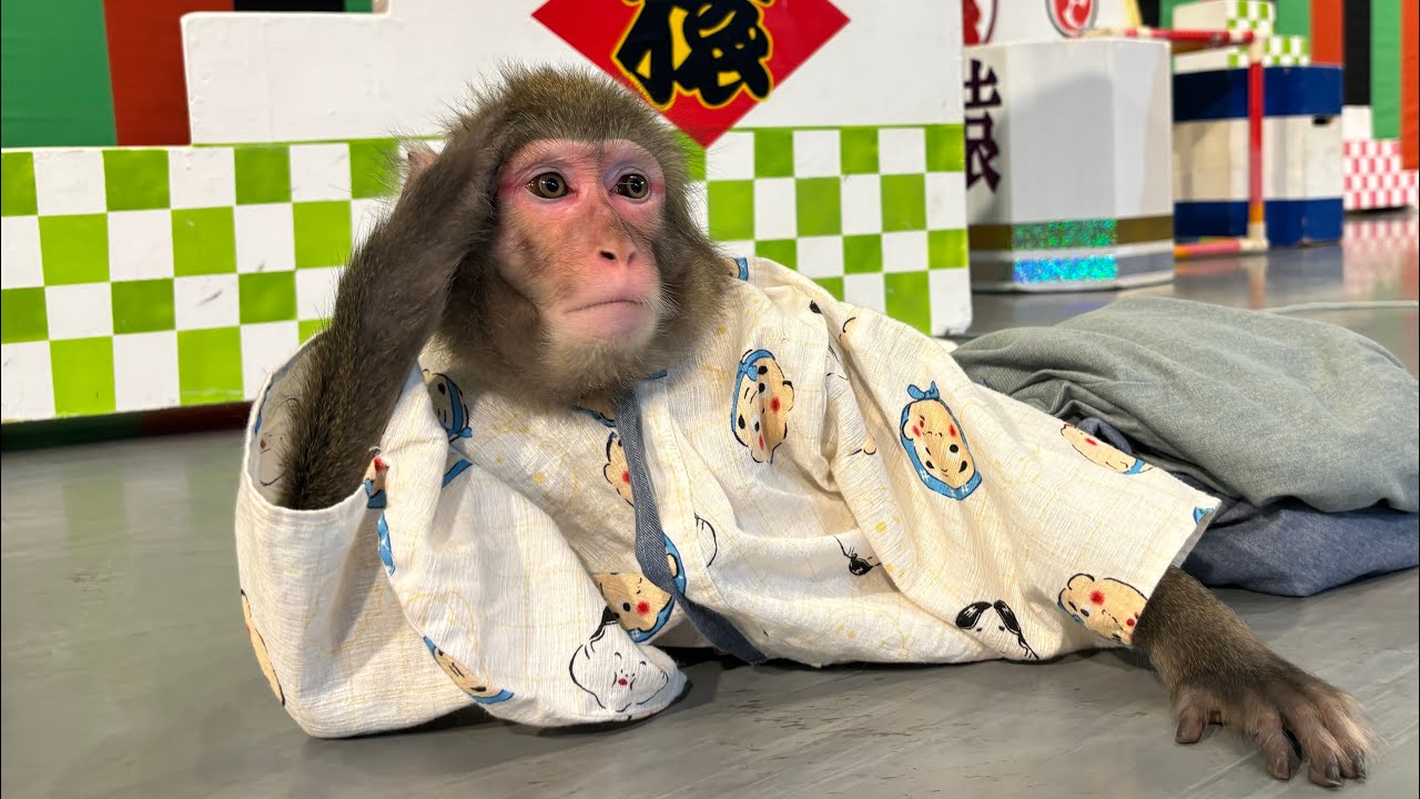 【第二回】河口湖猿まわし劇場 周防猿まわしの会 Channnel がライブ配信中!」のコピー YouTube